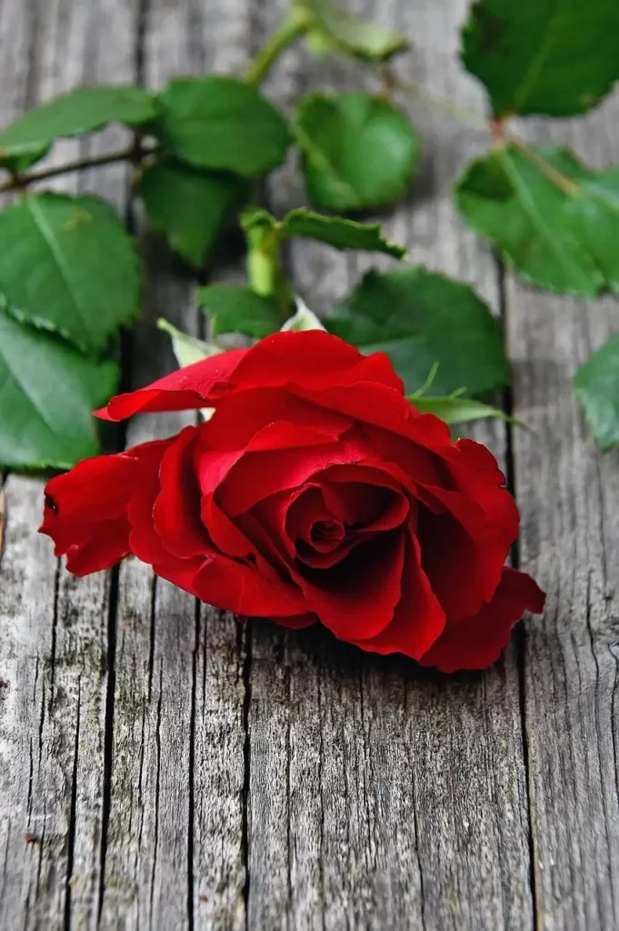 red, red rose, love-3920681.jpg