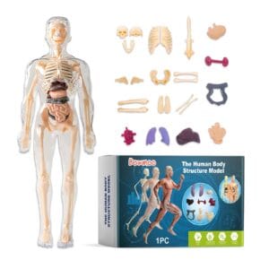 The Human Body Structure Model